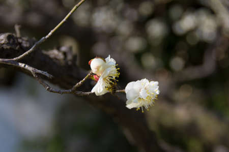 Spring plum flower Gardenの写真素材