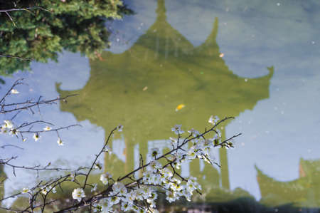 Spring plum flower Gardenの写真素材