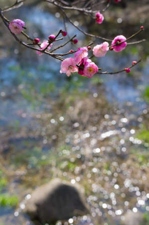 Spring plum flower Gardenの写真素材
