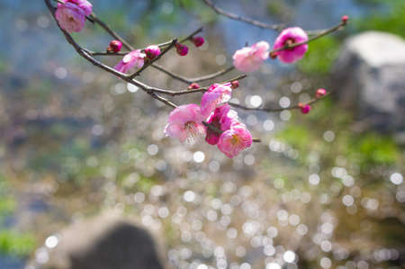 Spring plum flower Gardenの写真素材