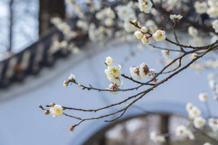 Spring plum flower Gardenの写真素材