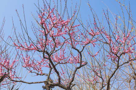 Spring plum flower Gardenの写真素材
