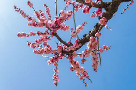 Spring plum flower Gardenの写真素材