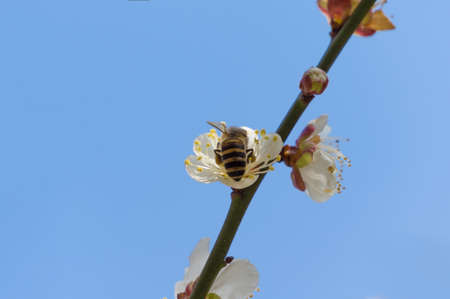 Spring plum flower Gardenの写真素材