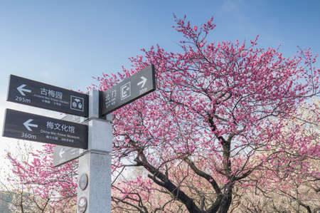 Spring plum flower Garden