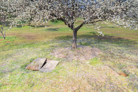 Spring plum flower Gardenの写真素材
