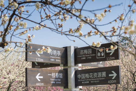 Spring plum flower Gardenの写真素材