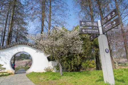 Spring plum flower Gardenの写真素材