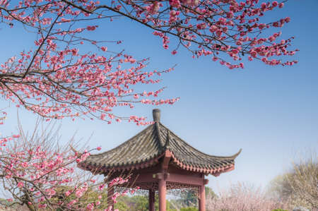Spring plum flower Gardenの写真素材