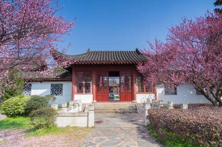 Spring plum flower Gardenのeditorial素材