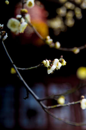 Spring plum flower Gardenの写真素材