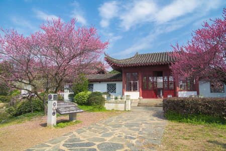 Spring plum flower Gardenのeditorial素材