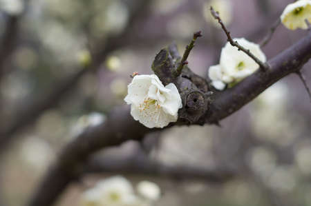 Spring plum flower Gardenの写真素材