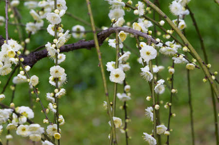 Spring plum flower Garden