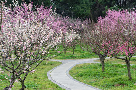 Spring plum flower Gardenの写真素材