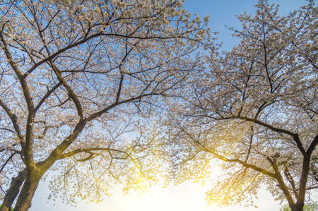 Cherry blossom at parkの写真素材