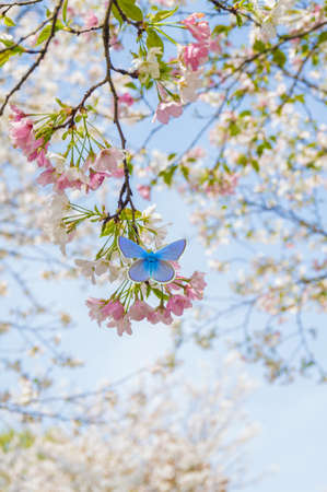 Cherry blossom and butterflyの写真素材