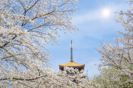 Cherry blossom at Wuhan Universityのeditorial素材