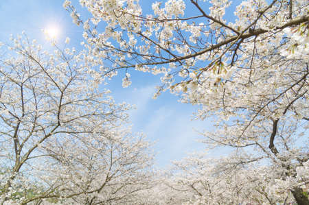 Cherry blossom at parkの写真素材