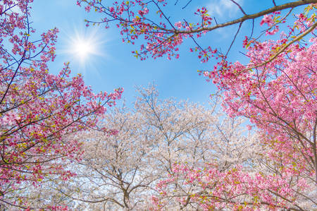 Cherry blossom at parkの写真素材