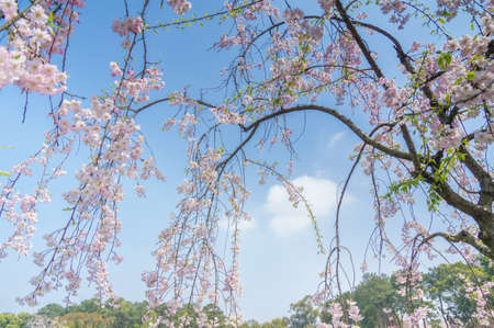 Cherry blossom at parkの写真素材