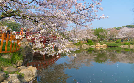 Cherry blossom at parkの写真素材
