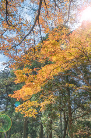The early autumn landscape of Mount Luの写真素材