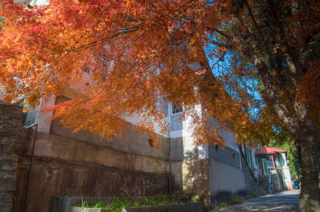 The early autumn landscape of Mount Luの写真素材