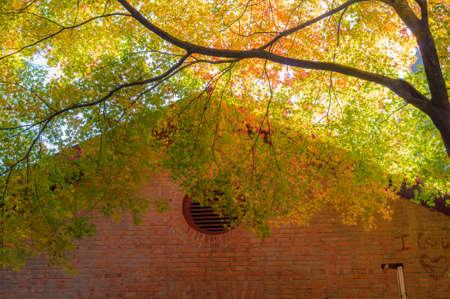 autumn red maple with wallの写真素材