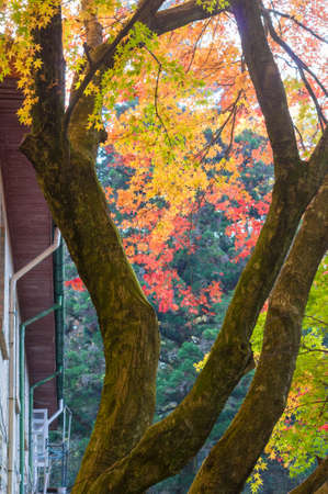 autumn maple treeの写真素材