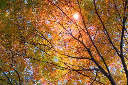 The early autumn tree with sunlightの写真素材
