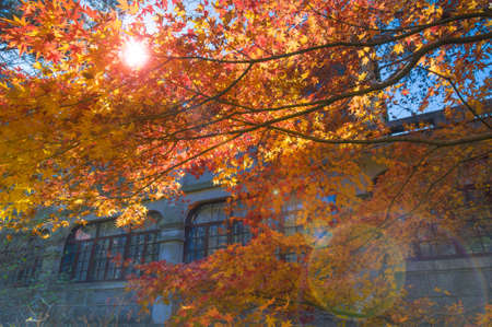 The early autumn maple trees under sunlightの写真素材