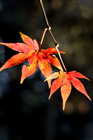 maple leavesの写真素材