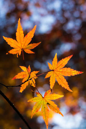 maple leavesの写真素材