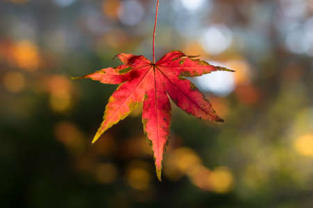 maple leafの写真素材