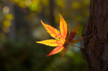 maple leafの写真素材