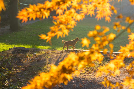 The early autumn leaves with cute dogの写真素材