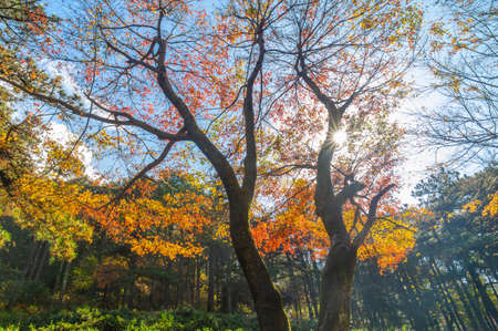 Autumn scenery of Jiangxi Jiujiang Lushan Geological Parkの写真素材