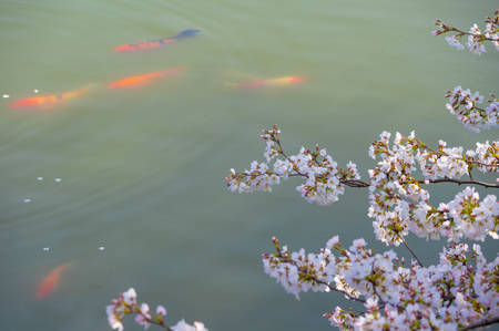 Early spring east lake cherry blossom at garden.の写真素材