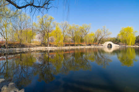 early spring weeping willow trees and lake sceneryの写真素材
