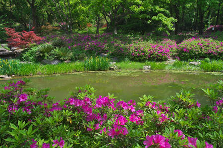Charming scenery in the spring forest parkの写真素材