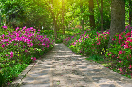 Charming scenery in the spring forest park