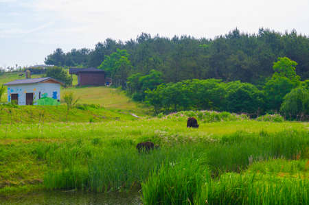 Early summer scenery of Wuhan Mulan Grassland Scenic Area, Hubeiのeditorial素材