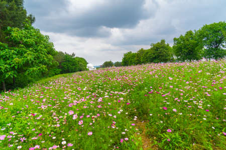 Early summer scenery of Wuhan Mulan Grassland Scenic Area, Hubei