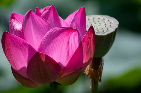 Lotus flower in full bloomの写真素材