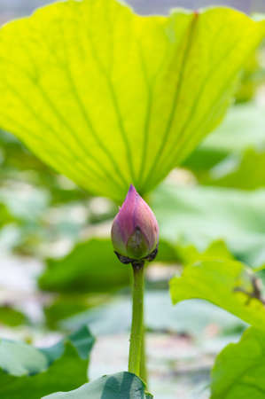 Lotus flower in lotus pondの写真素材