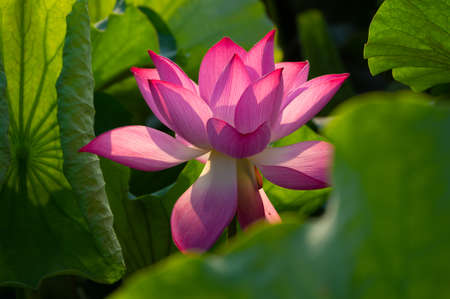 Lotus flower in full bloomの写真素材