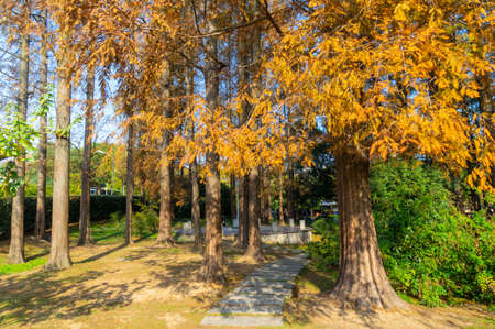 Late autumn scenery of East Lake Scenic Area in Wuhan, Hubeiの写真素材