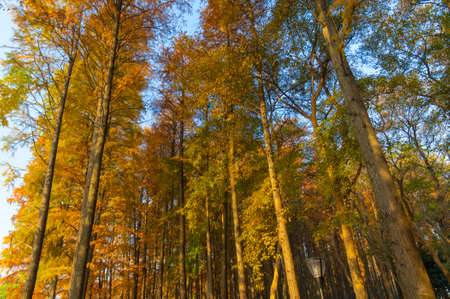 Hubei Wuhan Liberation Park late autumn sceneryの写真素材