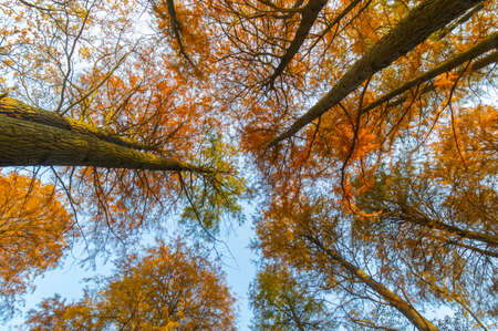 Hubei Wuhan Liberation Park late autumn sceneryの写真素材